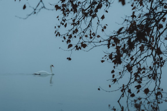 White swan (Cygnus olor) swimming in water at foggy autumn day