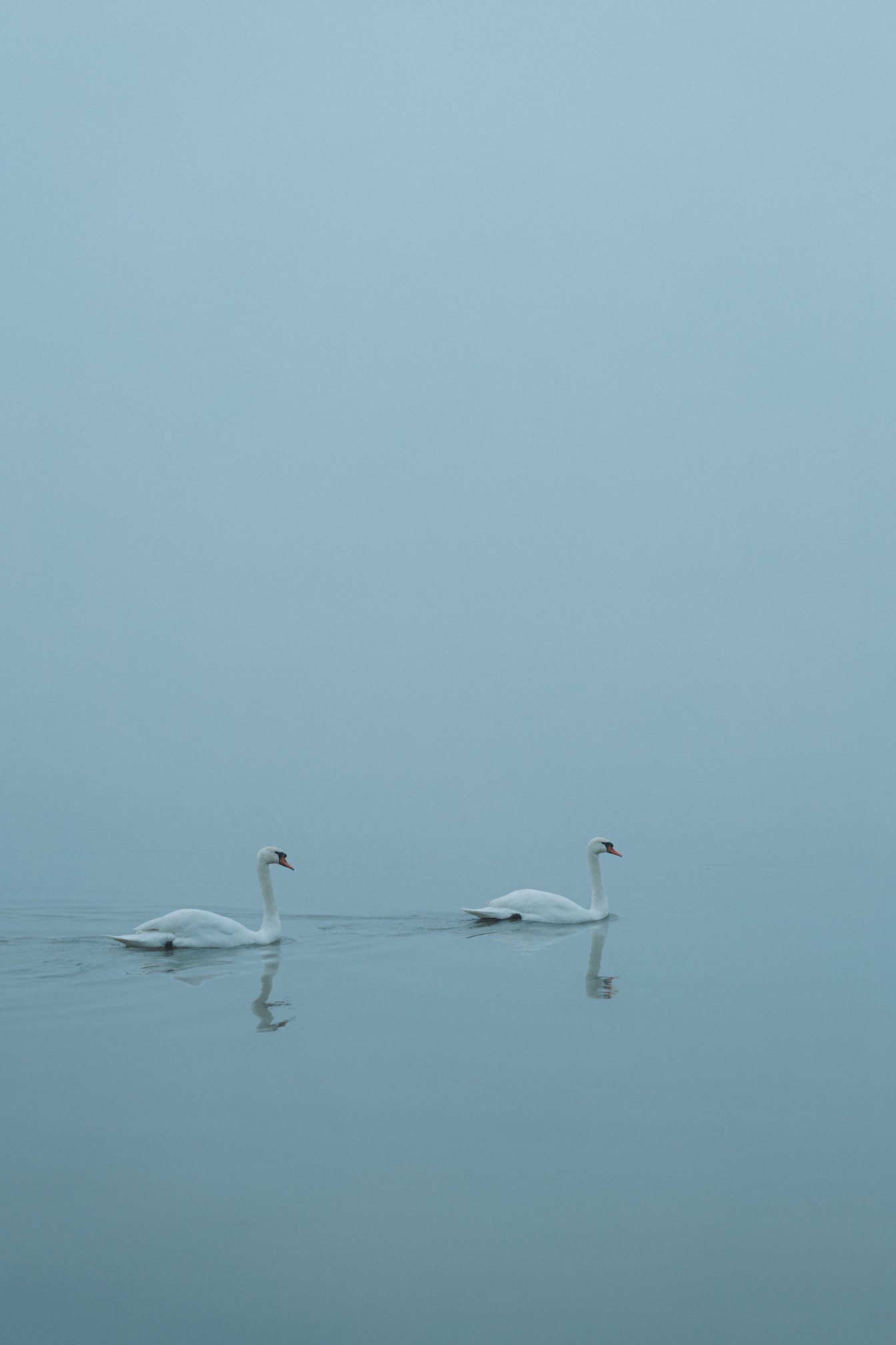 Due cigni muti che nuotano in una giornata nebbiosa