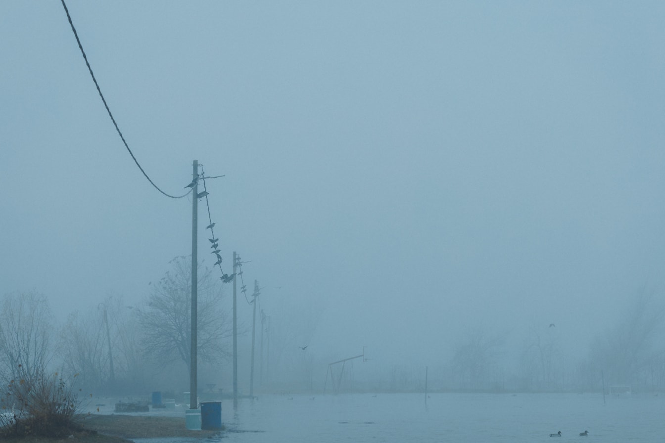 Hình bóng của những con chim trên đường dây điện trong một khu vực ngập lụt trong sương mù
