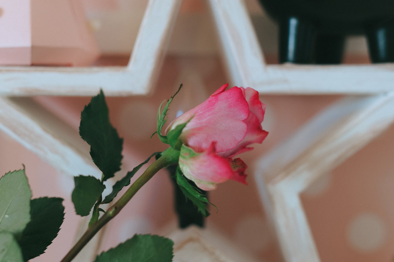 Ružičasti pupoljak ruže s drvenom zvijezdom kao pozadinom