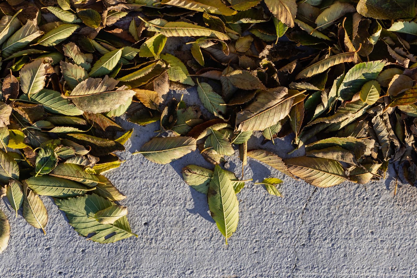 Mucchio di foglie secche giallo verdastre su superficie di cemento grigio