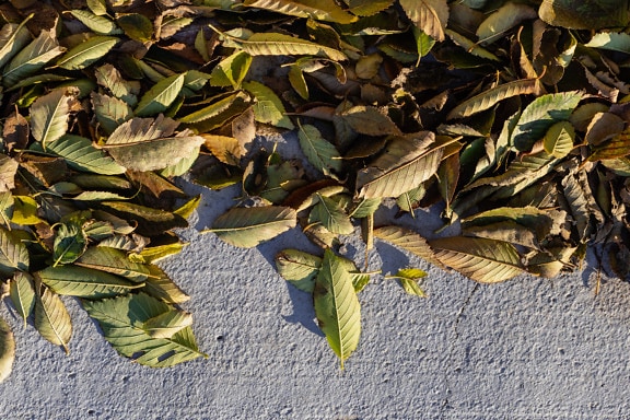 Pile of dry greenish yellow leaves on grey concrete surface