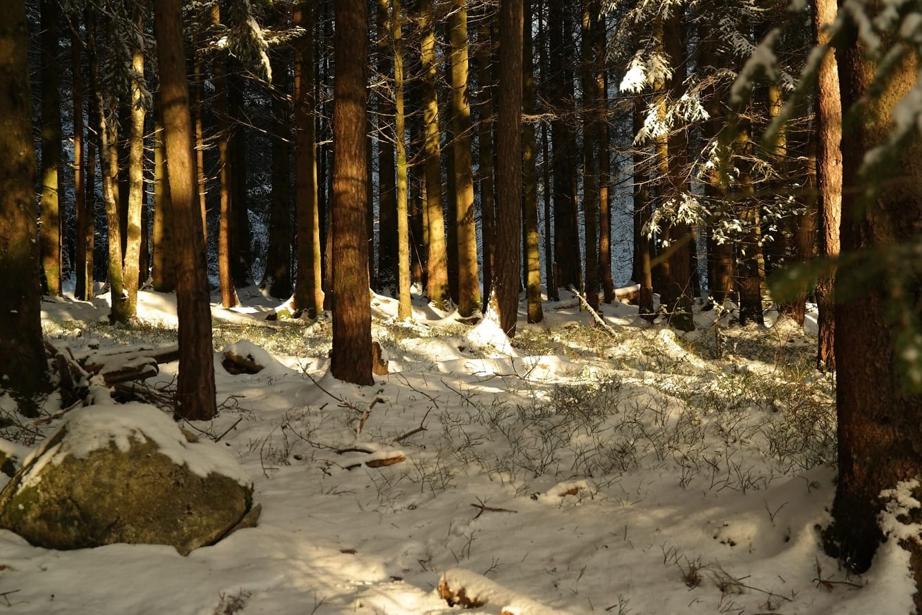 Zasněžený les s borovicemi v zimním období