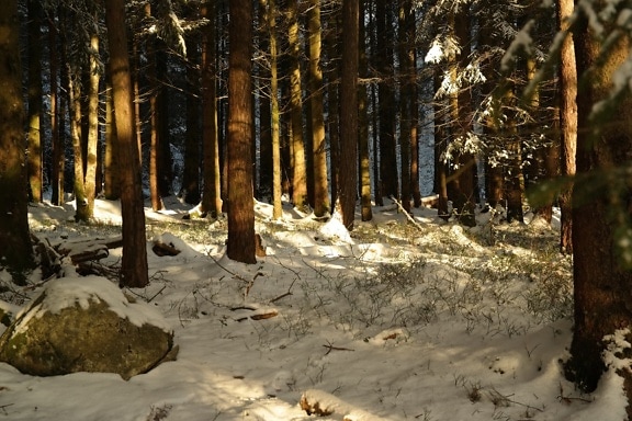 Hutan bersalju dengan pohon pinus di musim dingin