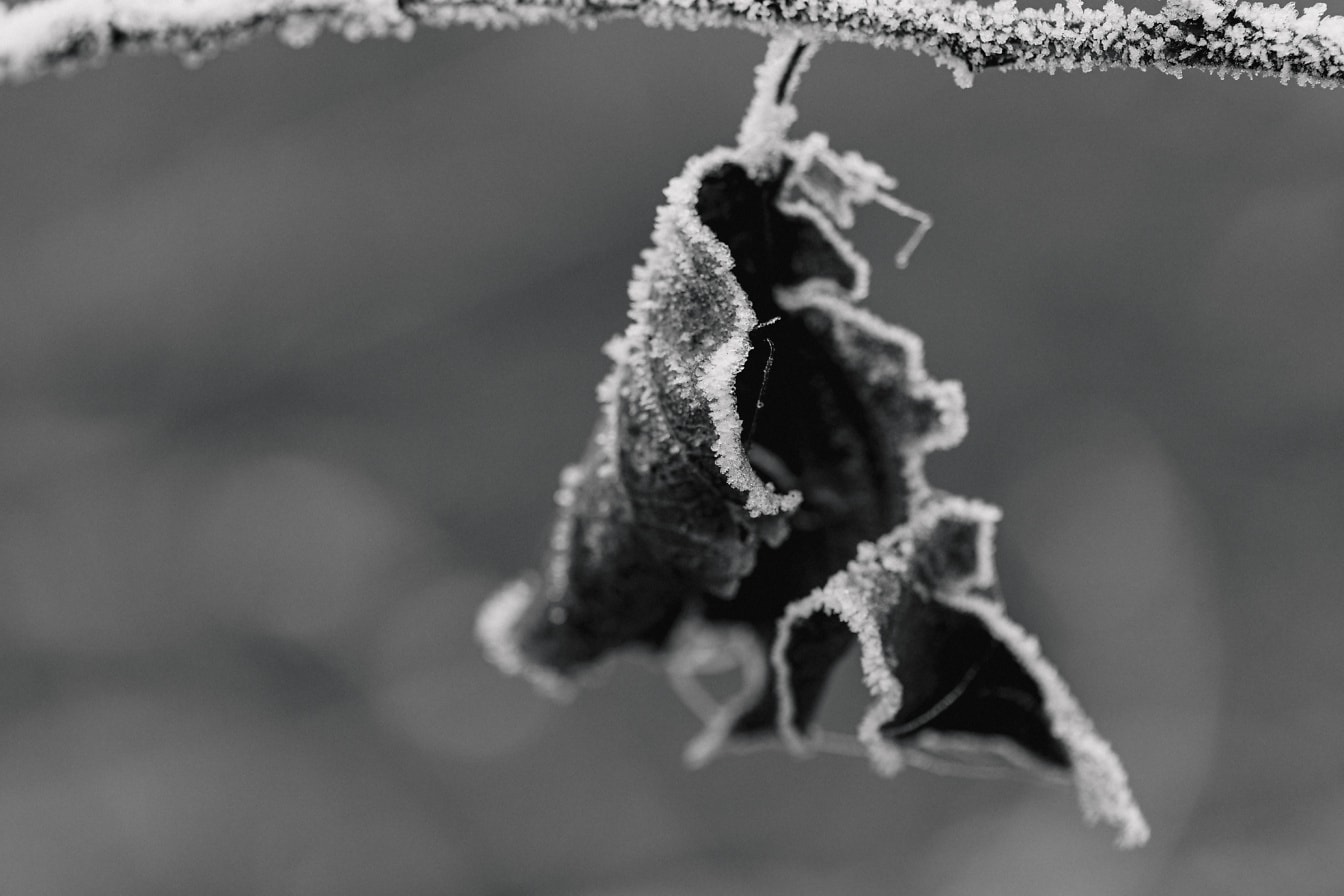 Monokrom fotografi av et blad på en gren med frost