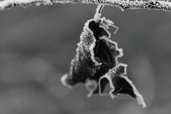Monochrome photograph of a leaf on a branch with frost