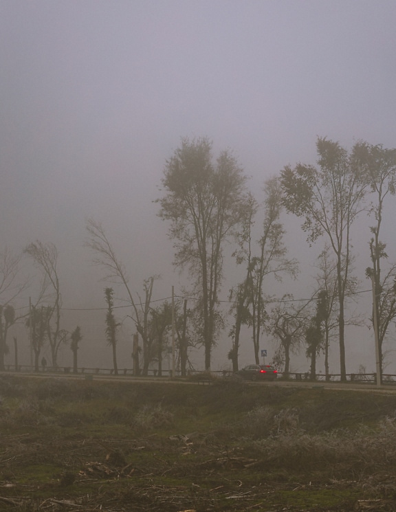 霧の中、木々が生い茂る道路を走るセダン車