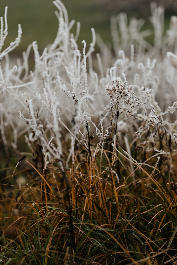 Close up de algumas plantas de grama congelada com geada nos galhos