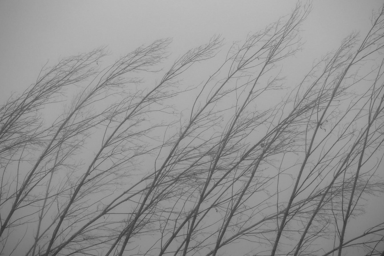 Grupp av kala träd i dimma som böjer sig på stark vind monokromt foto