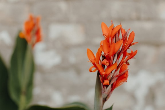 オレンジ色の花びらを持つアフリカのクズウコンの花(Canna indica)
