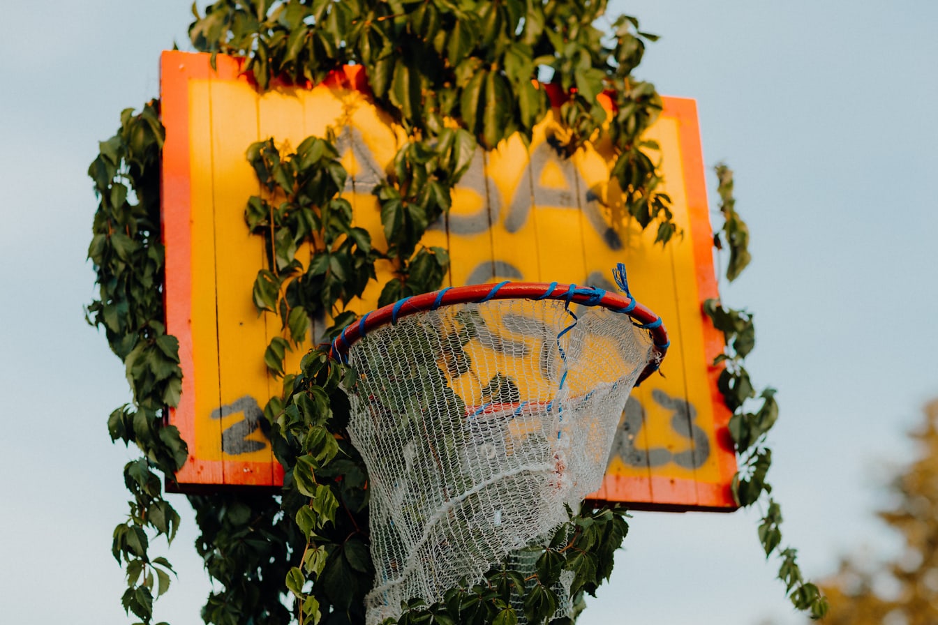 Баскетболен обръч с оранжево жълта дъска, обрасъл с билка бръшлян