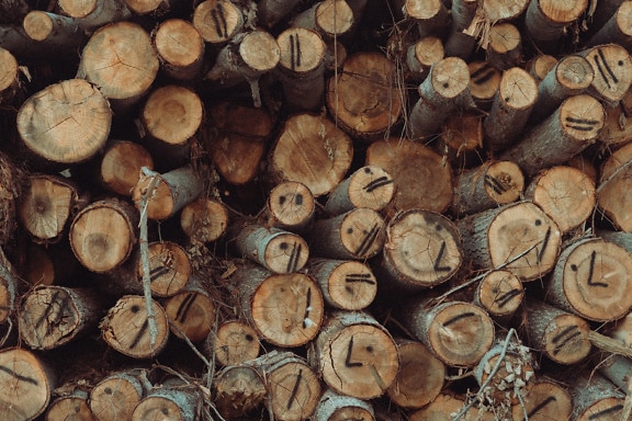 Stos ciętych kłód o przekroju poprzecznym o fakturze drewna