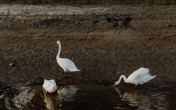 Grupo de três cisnes brancos alimentando-se em uma lagoa