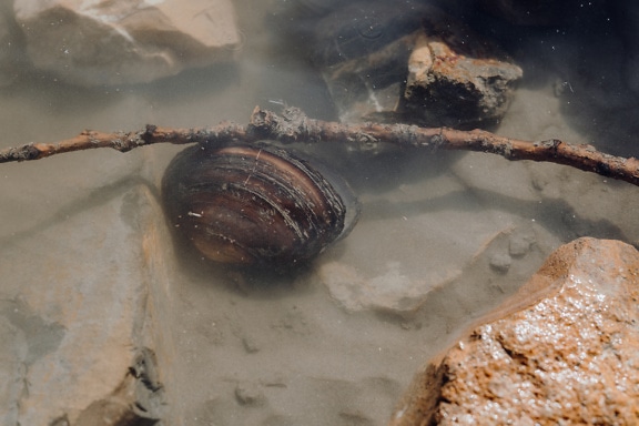 Vastag héjas folyami kagyló víz alatt (Unio crassus) sziklával és bottal a vízben