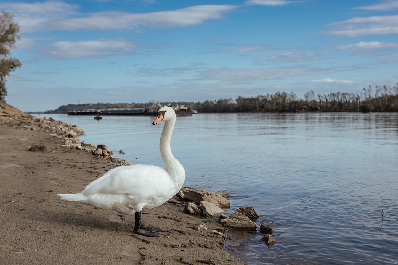 Cisne branco com pescoço enrolado em pé em uma praia