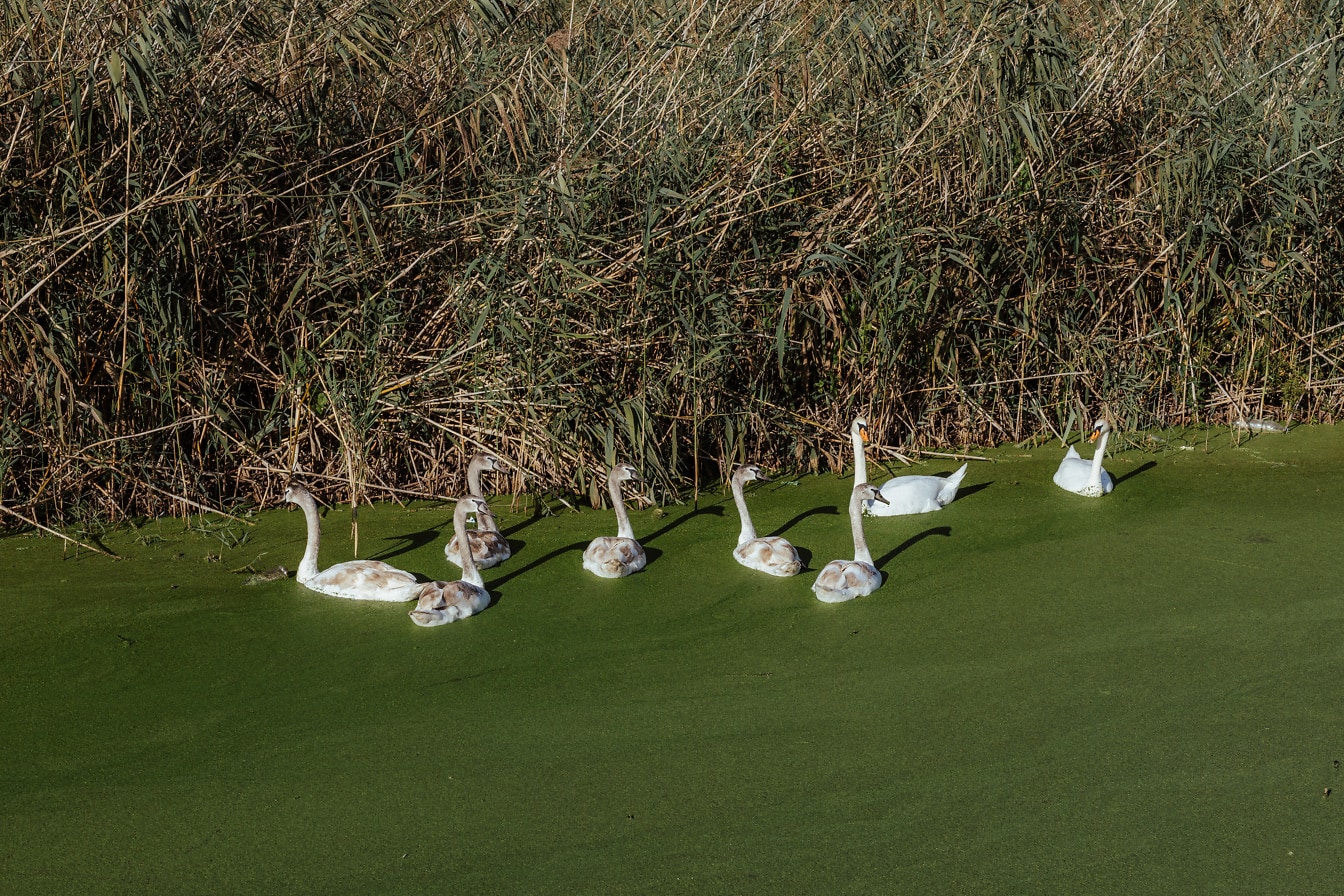 Gruppe på åtte svaner i en dam dekket med vannplante