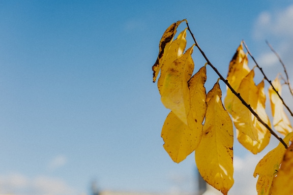 Gelbe Blätter auf einem Zweig mit blauem Himmel als Hintergrund