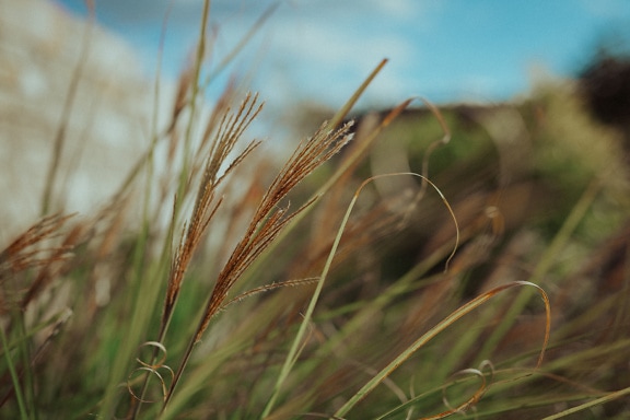 Detail nazelenalých stébel trávy