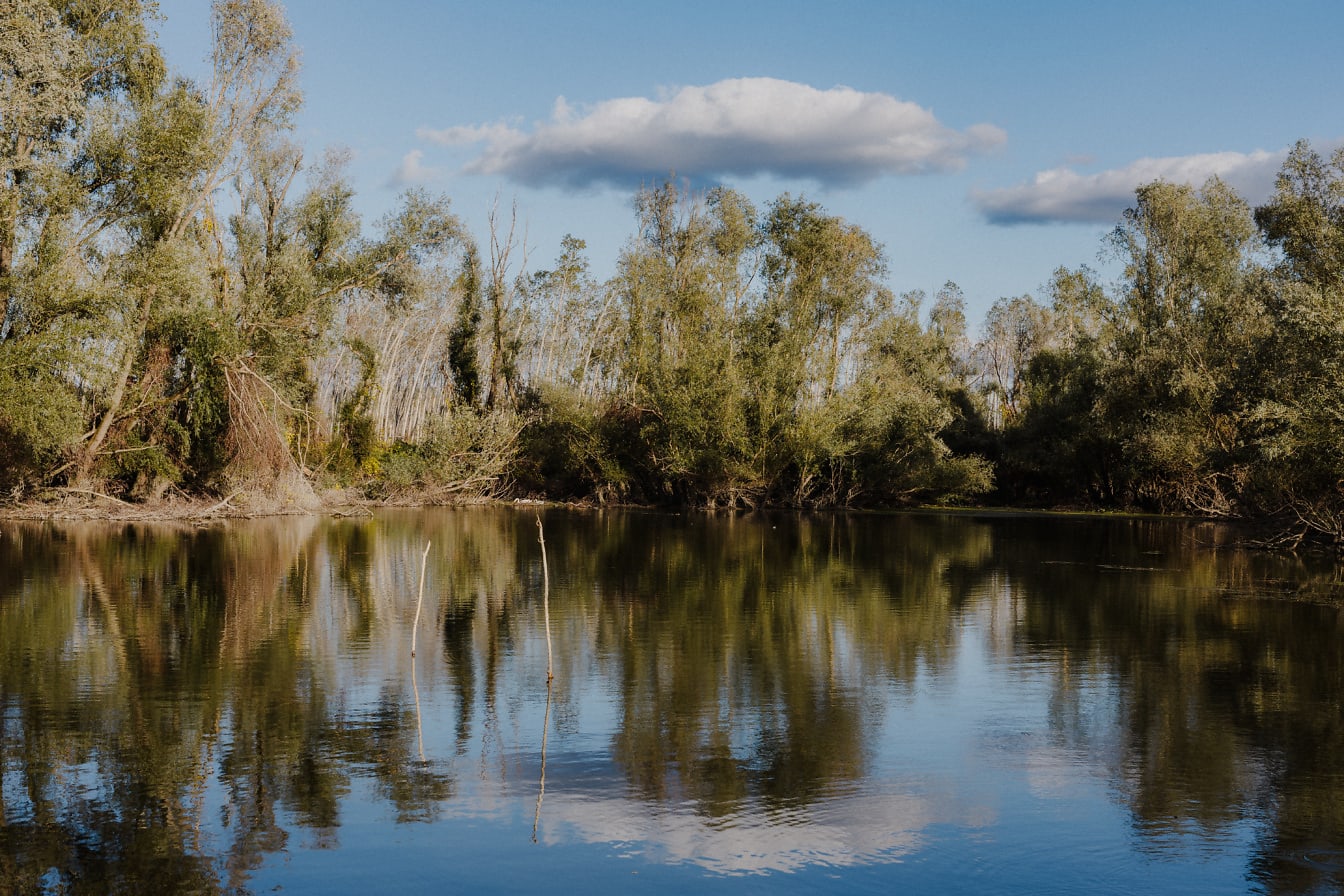Отражения на дървета и синьо небе върху спокойна езерна вода, изобразяваща спокойна атмосфера край езерото