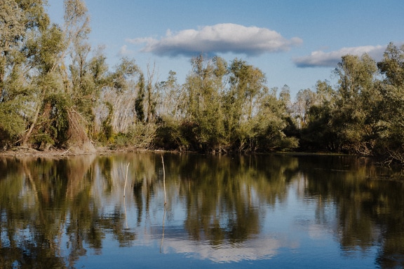 Відблиски дерев і блакитного неба на спокійній озерній воді, що зображує спокійну атмосферу на березі озера