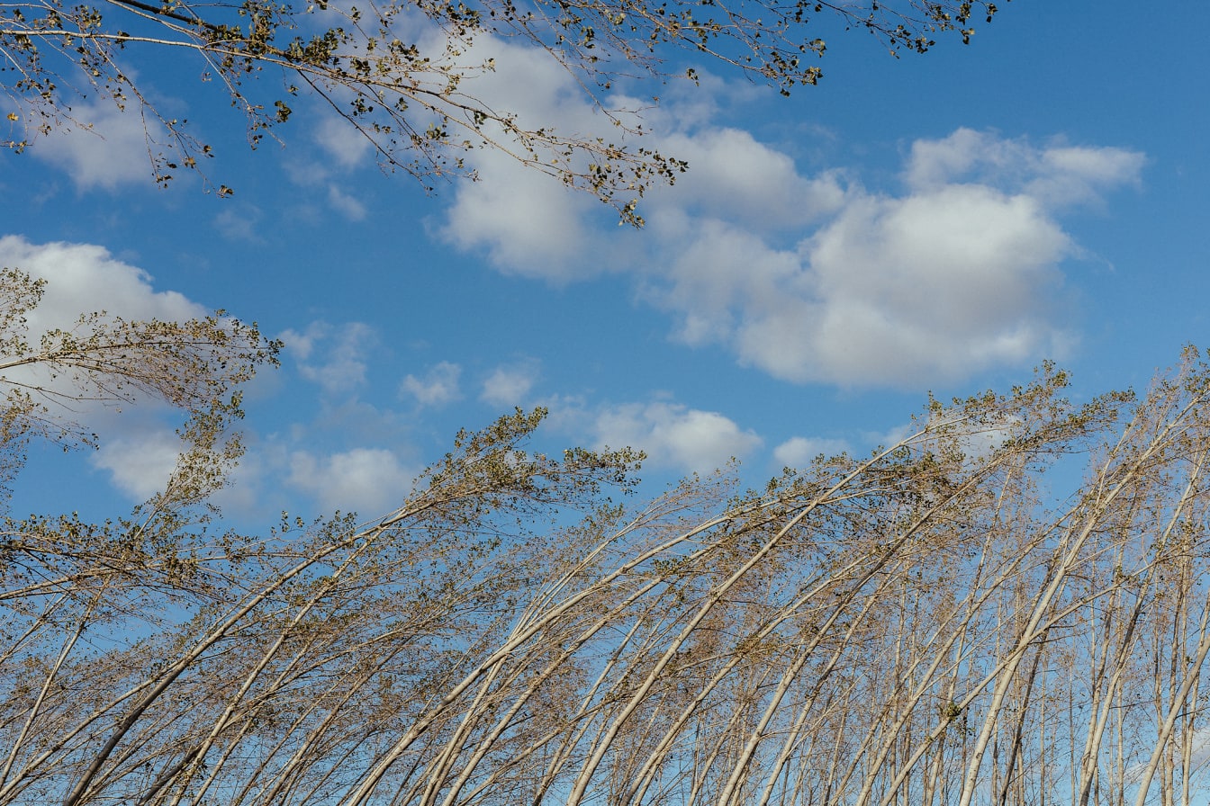 Skupina stromov ohýbajúcich sa vo vetre s modrou oblohou a mrakmi