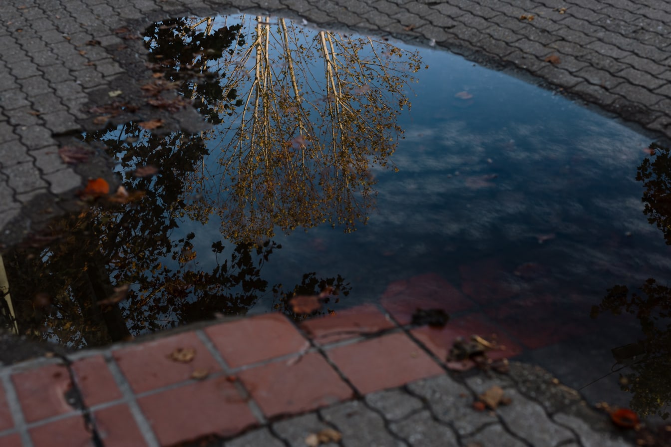 Poça d’água no pavimento de concreto com um reflexo de árvore