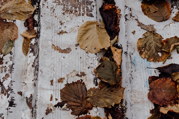 Skupina mokrých žltohnedých listov na povrchu bieleho kovu
