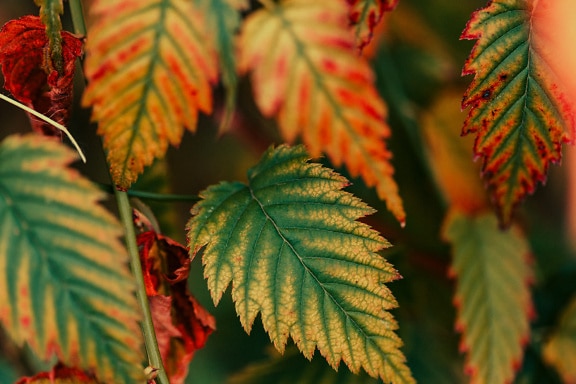 Gröngula och orangegula blad med skarpa kanter på närbild