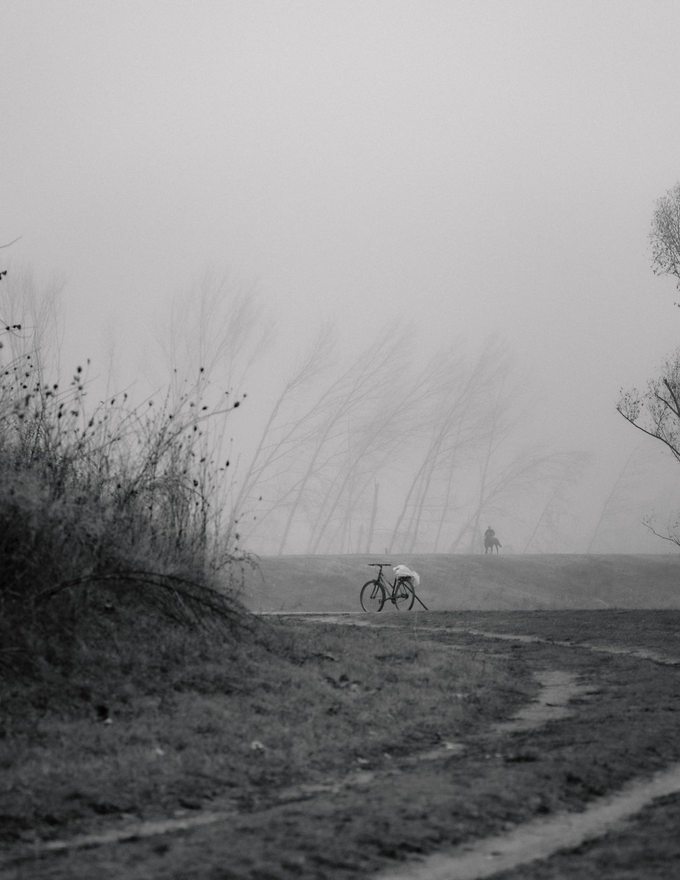 Bicicletă pe o potecă într-un parc dens de ceață, fotografie alb-negru
