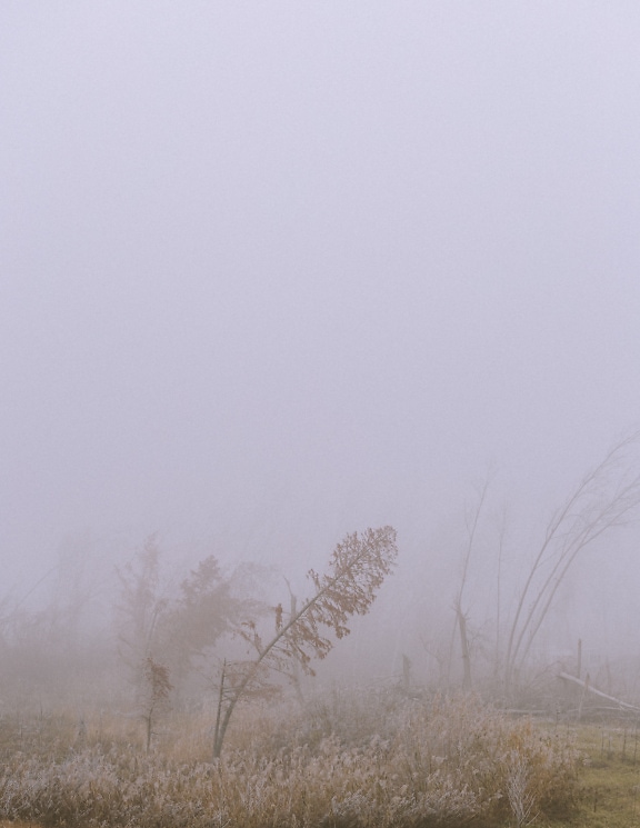 Maglovit krajolik s drvećem i grmljem u jesenskoj sezoni