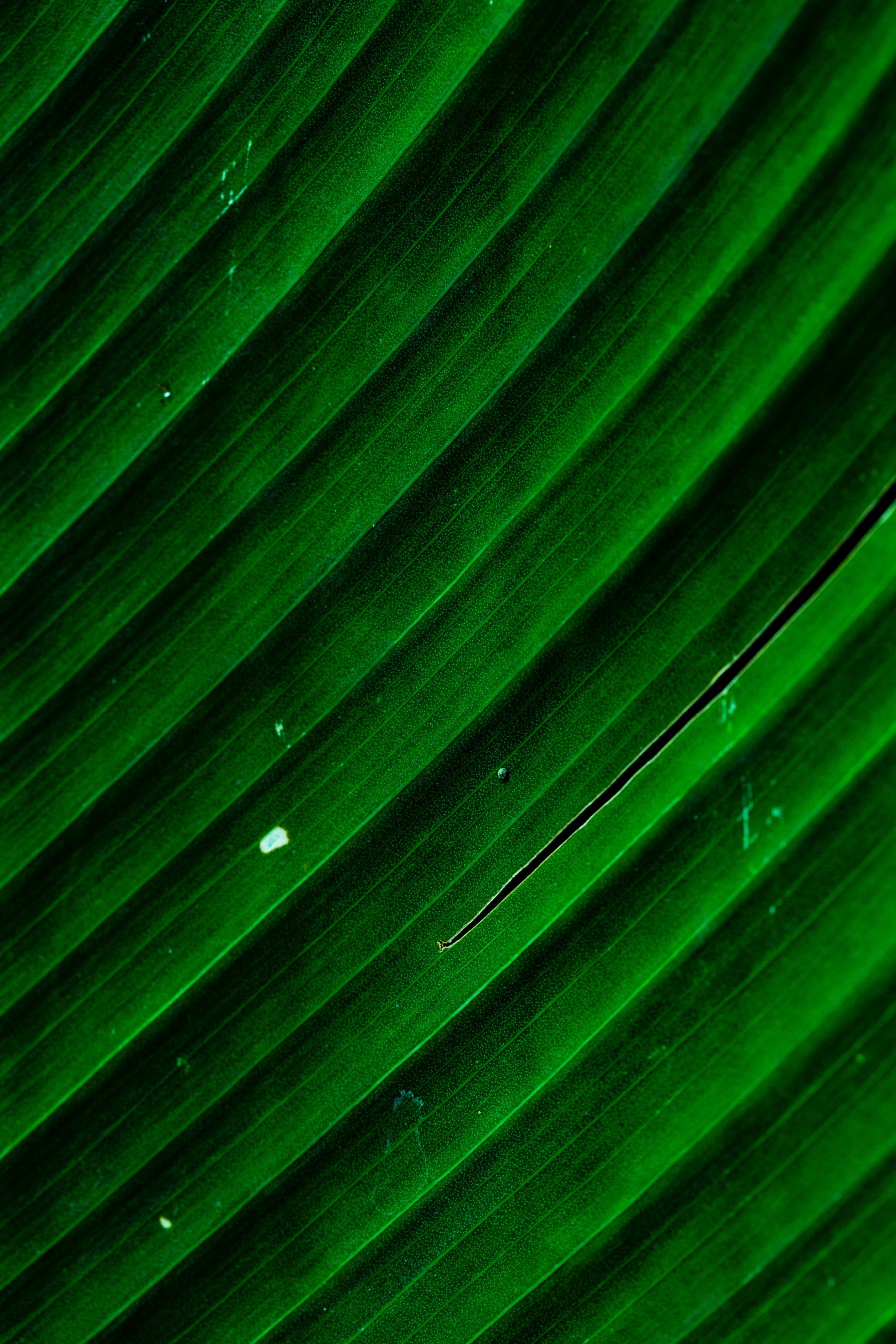 Makrofoto av ett mörkgrönt blad med textur av bladnerver