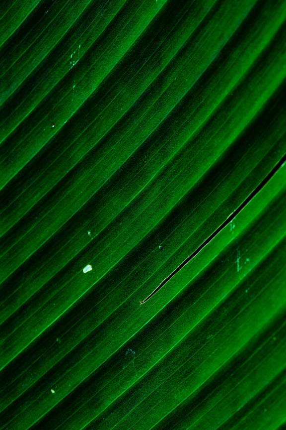Makrofoto av ett mörkgrönt blad med textur av bladnerver