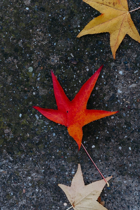 Vivid red leaf on old concrete ground