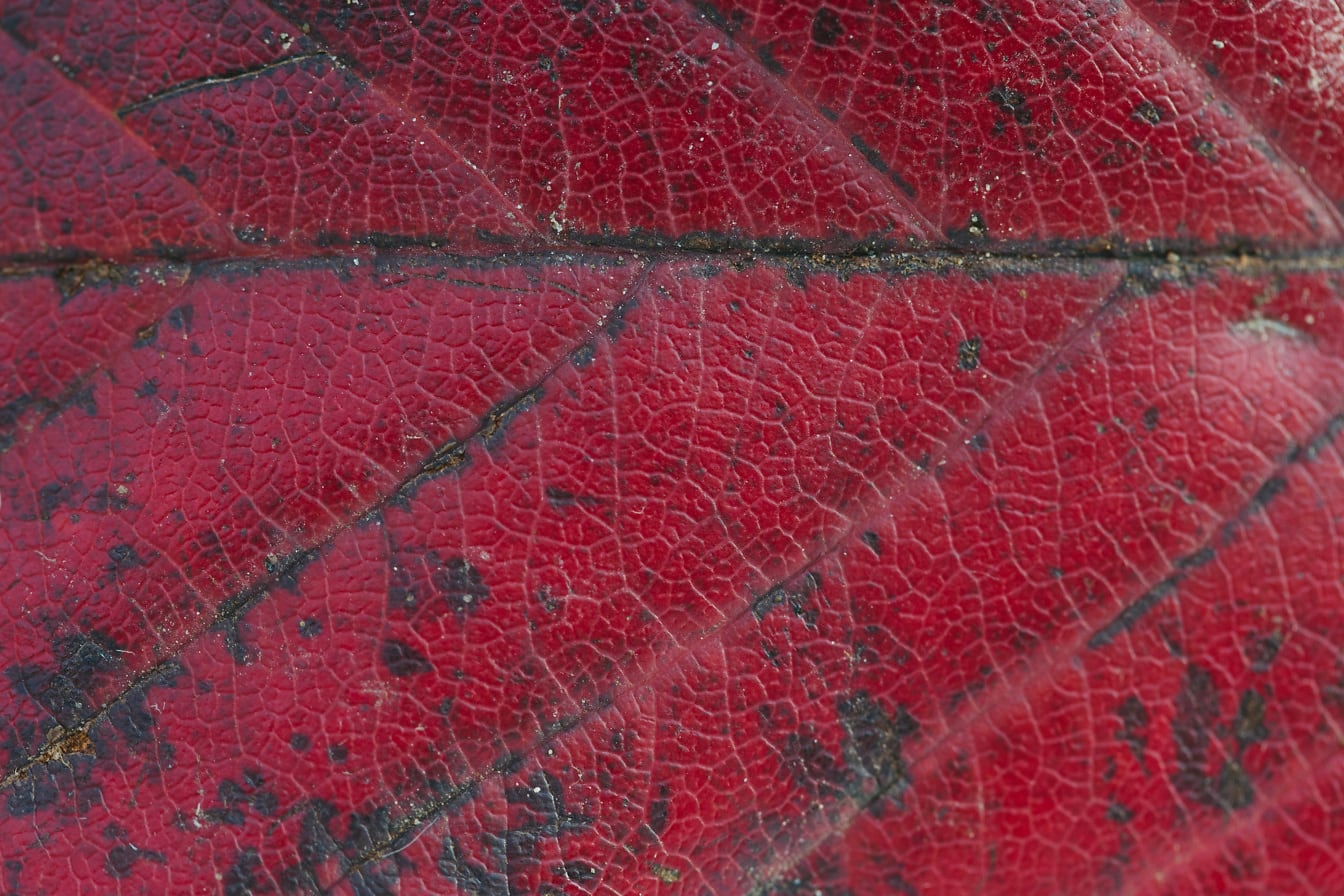 Macro textura de una hoja de color rojo oscuro con textura de las venas de las hojas