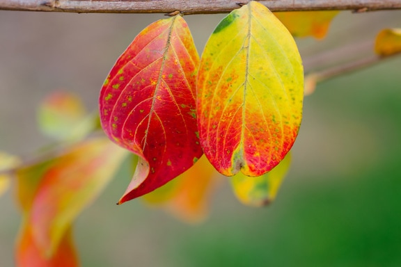 Close up of a two orange yellow leaves hanging on branchlet at autumn