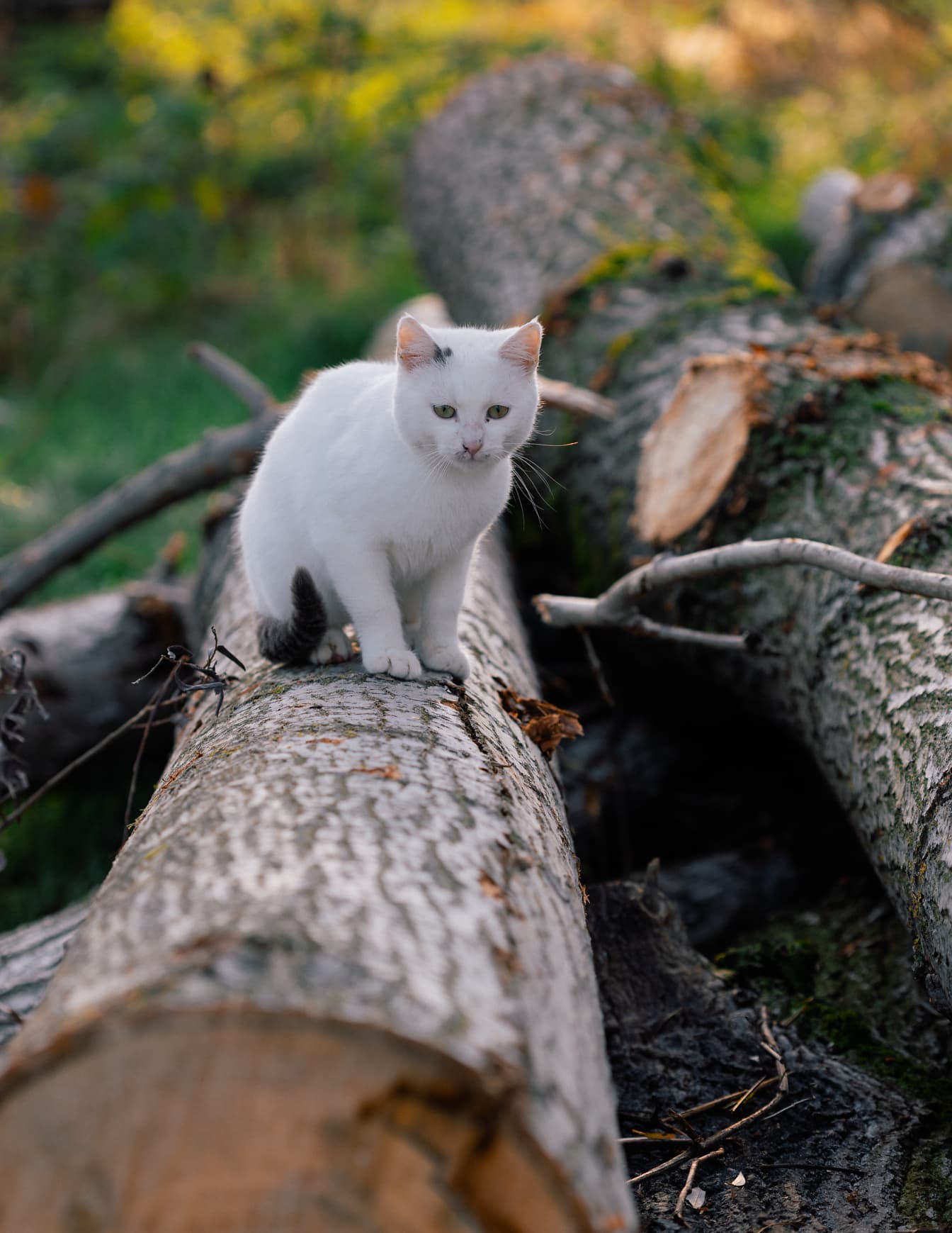 Mladá biela domáca mačka stojaca na guľatine palivového dreva