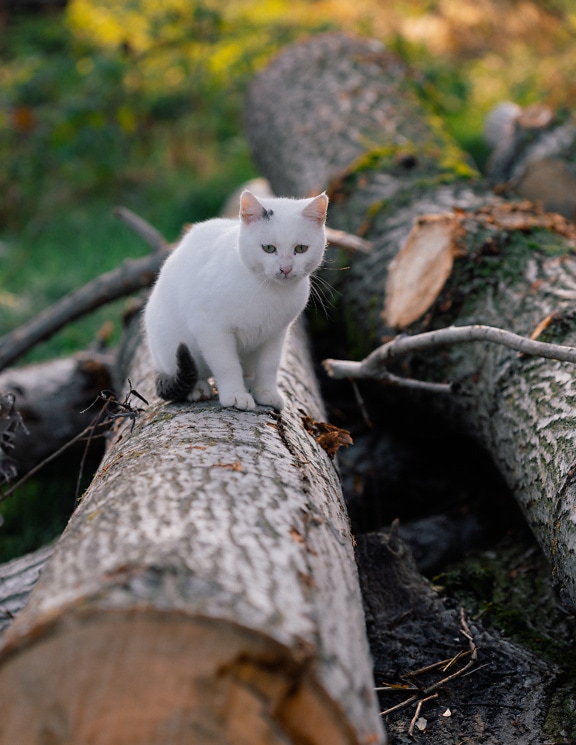 Mlada bijela domaća mačka stoji na trupcu drva za ogrjev