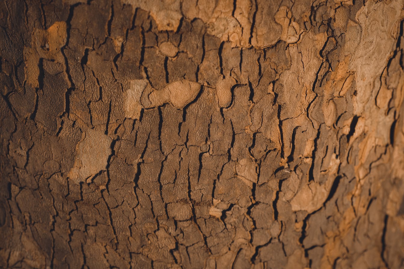 Tekstur kulit pohon bidang dengan permukaan coklat kekuningan