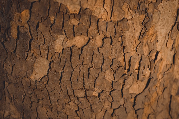 Texture of plane tree bark with yellowish brown surface