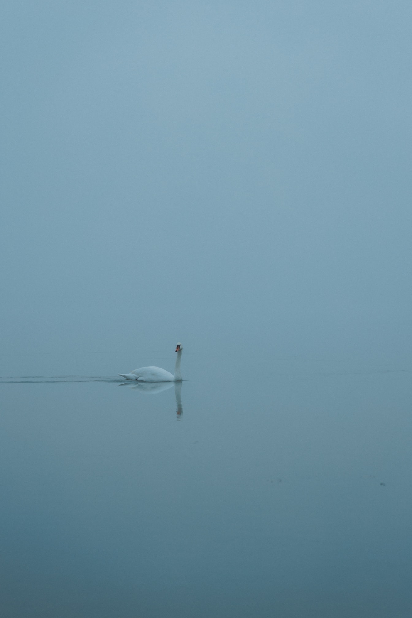 Zwaan die in een meer met dichte mist als achtergrond zwemt