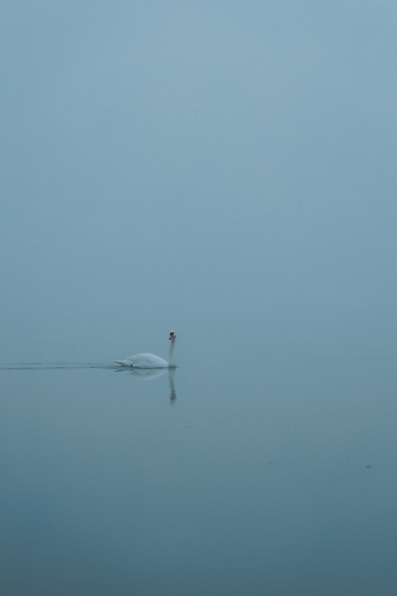 Lebădă înotând într-un lac cu ceață densă ca fundal