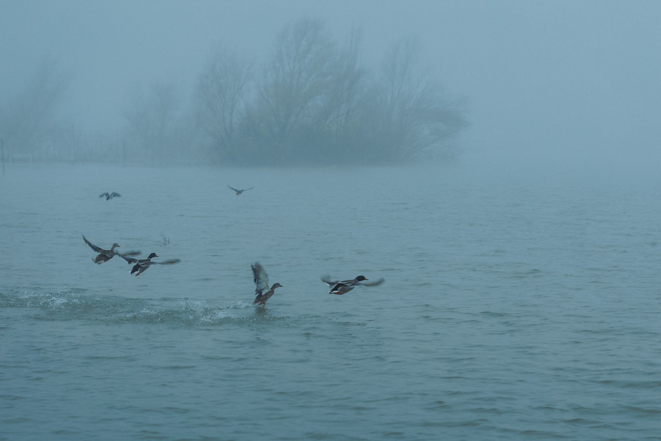Zwerm wilde eenden die over water in dichte mist vliegen