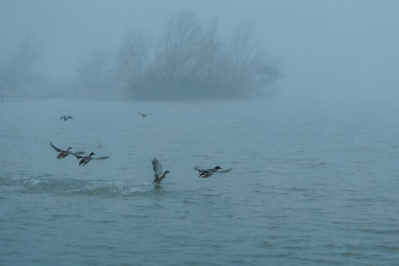 Flock of wild ducks flying over water in dense fog