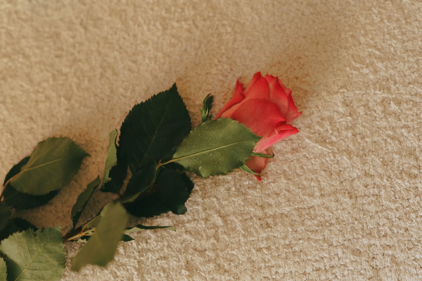 Roodachtige roos op een beige tapijt