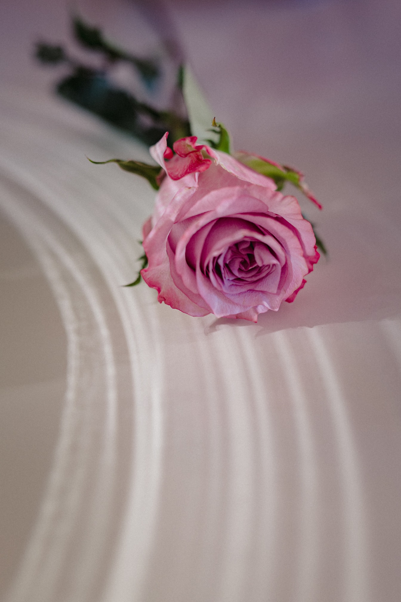 Regalo rosa rosa per San Valentino su una superficie bianca