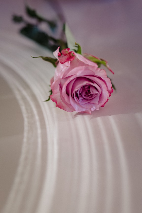 Prezent z różowej róży na Walentynki na białej powierzchni