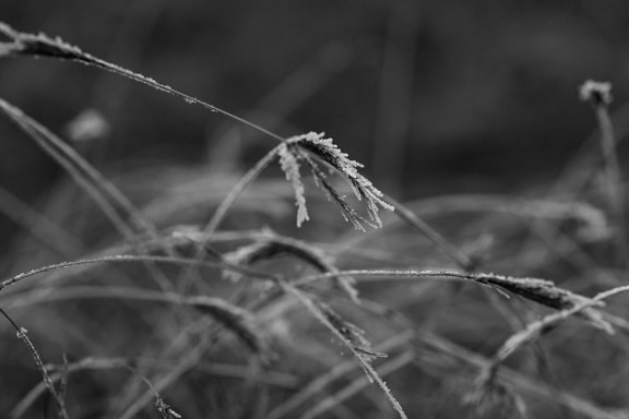 얼어 붙은 줄기가 있는 잔디의 흑백 사진