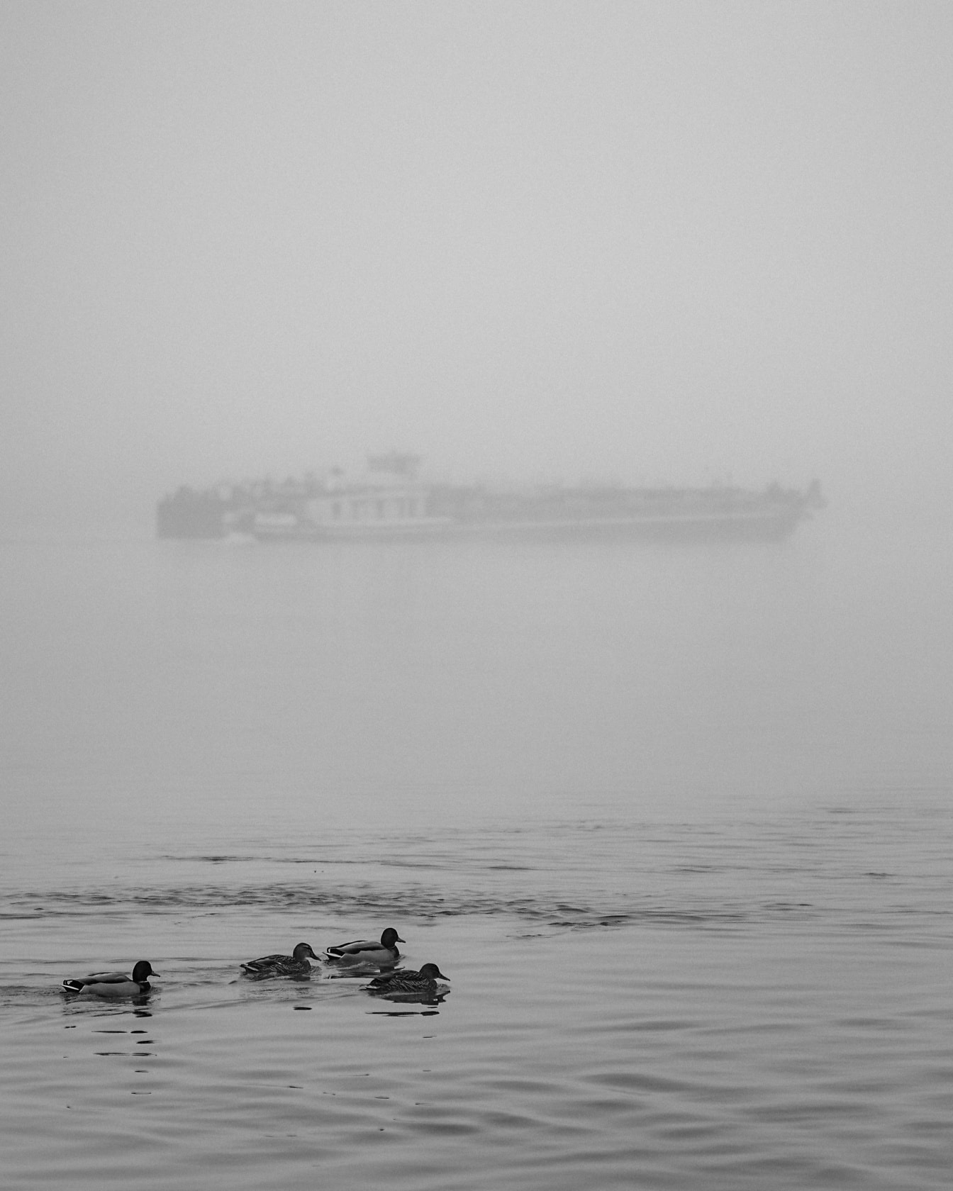 Rațe înotând în apă cu nava în ceață densă în fundal