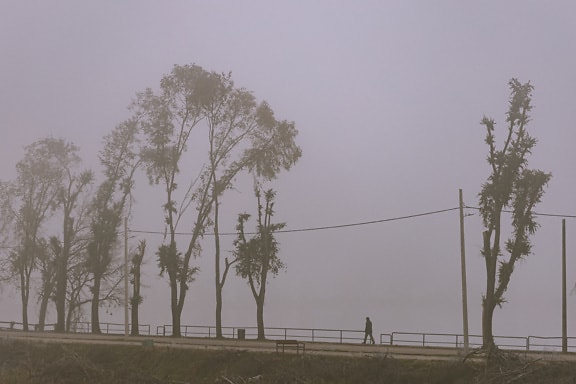 Person walking in dense fog on a road with trees in the background