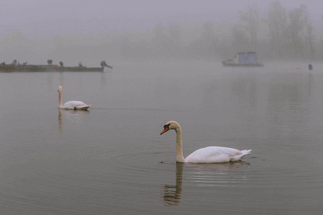 Skupina bielych labutí v jazere s rybárskou loďou v hustej hmle v pozadí